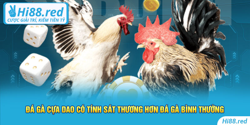 Đá gà cựa dao có tính sát thương hơn đá gà bình thường