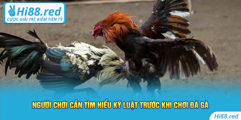 Người chơi cần tìm hiểu kỹ luật trước khi chơi đá gà