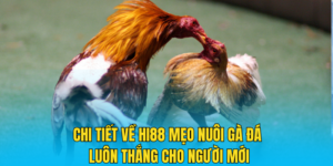 Chi tiết về Hi88 mẹo nuôi gà đá luôn thắng cho người mới