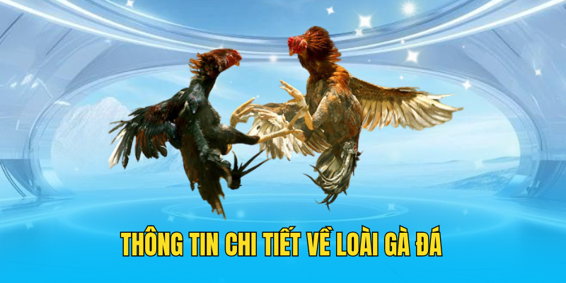 Thông tin chi tiết về loài gà đá 