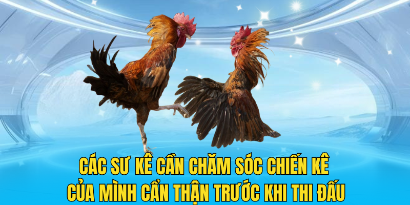 Các sư kê cần chăm sóc chiến kê của mình cẩn thận trước khi thi đấu