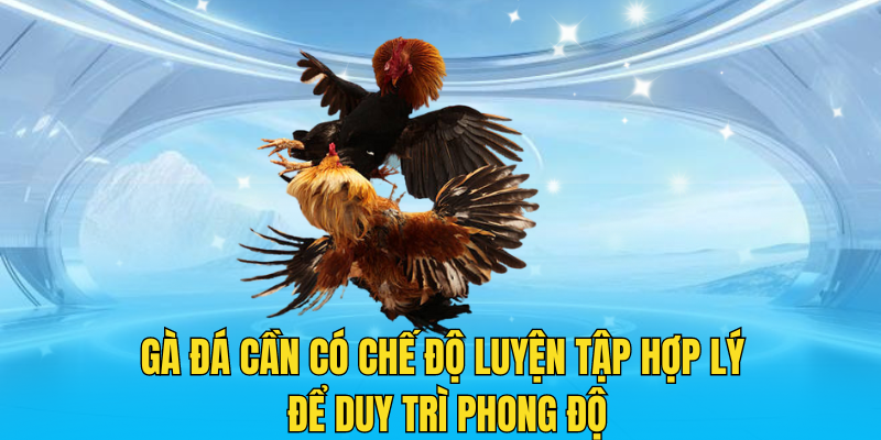 Gà đá cần có chế độ luyện tập hợp lý để duy trì phong độ