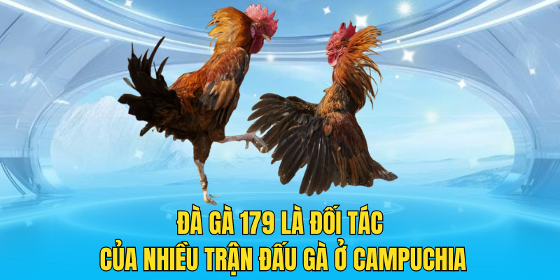 Đà gà 179 là đối tác của nhiều trận đấu gà ở Campuchia