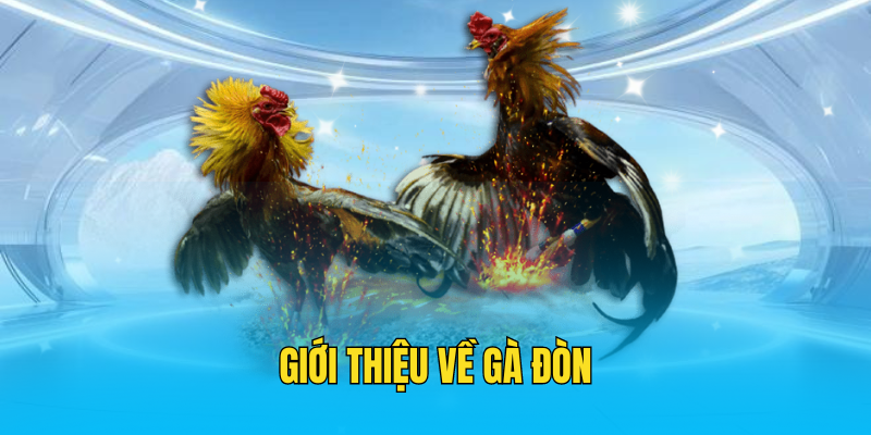 Giới thiệu về gà đòn